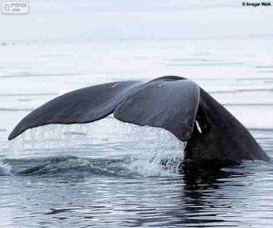 Puzzle de Ballena