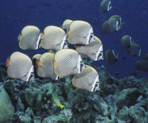 Puzzle de Bandada de peces