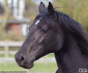 Puzzle de Cabeza de caballo, vista de lado