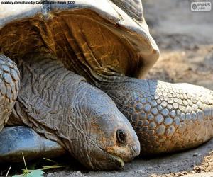 Puzzle de Cabeza de tortuga terrestre