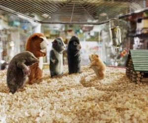 Puzzle de Cuatro de los miembros del equipo Fuerza-G: los agentes Juarez, Blaster, Darwin y Speckles en la tienda de animales