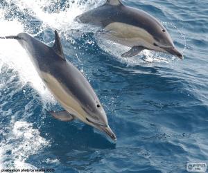 Puzzle de Dos delfines saltando