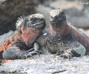 Puzzle de Dos iguanas