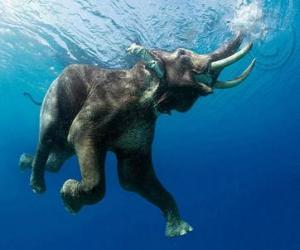 Puzzle de Elefante nadando
