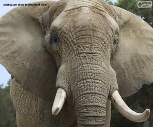 Puzzle de Elefante