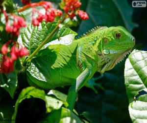 Puzzle de Iguana