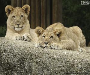 Puzzle de Jóvenes leones