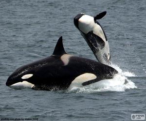 Puzzle de La orca, el animal de mayor tamaño de la familia de los delfines