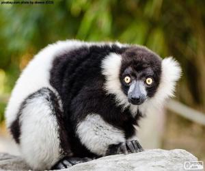 Puzzle de Lemur