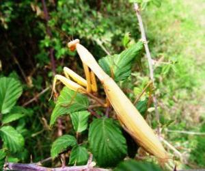 Puzzle de Mantis religiosa con sus patas delanteras en posición de oración 