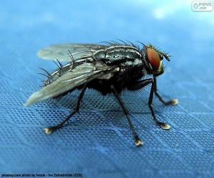 Puzzle de Mosca común