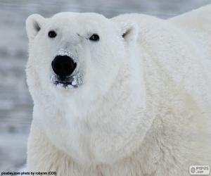 Puzzle de Oso polar