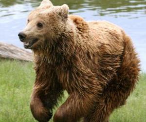 Puzzle de Oso