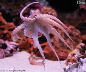 Puzzle de Pulpo, animal marino octópodo, o sea con ocho brazos