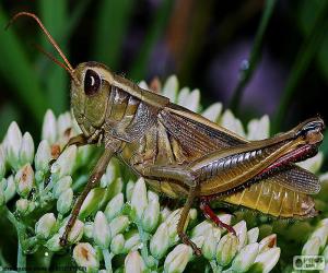 Puzzle de Saltamontes