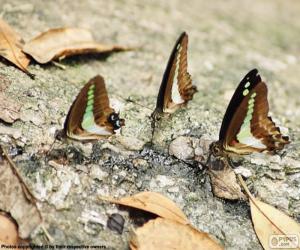 Puzzle de Tres mariposas sobre un tronco
