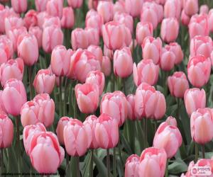 Puzzle de Tulipanes en el campo