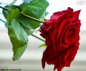 Puzzle de Una preciosa rosa como un regalo para mamá