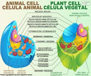 Puzzles de Célula animal y vegetal rompecabezas para imprimir