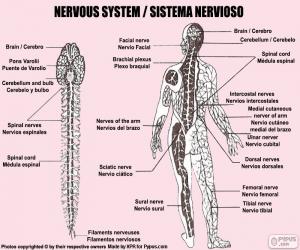 Puzzles de Sistema nervioso rompecabezas para imprimir Puzzles de Sistema nervioso rompecabezas para imprimir