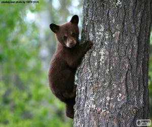 Puzzle de A brown bear cub climbs a tree