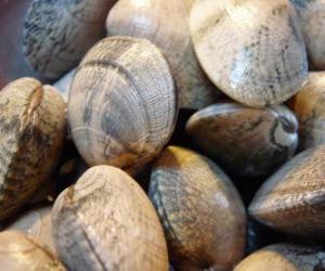 Puzzle de Almejas, conchas