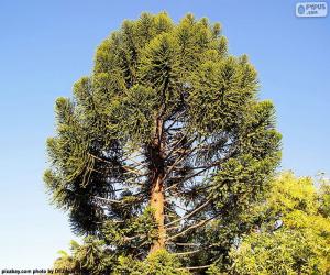 Puzzle de Araucaria