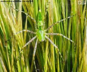 Puzzle de Araña lince verde