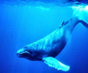 Puzzle de Ballena azul, el rorcual azul es el mayor animal que ha existido nunca en la Tierra