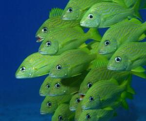 Puzzle de Bandada de peces verdes