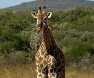 Puzzle de Bella jirafa