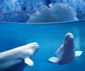 Puzzle de Belugas es una especie de cetáceo odontoceto de la familia Monodontidae que habita en la región ártica y subártica. 