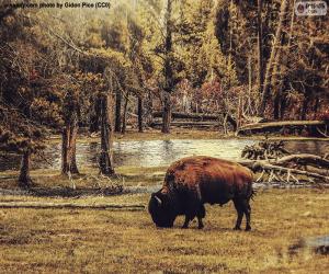 Puzzle de Bisonte pastando