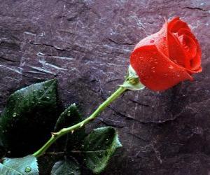 Puzzle de Bonita rosa con espinas