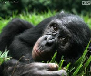 Puzzle de Bonobo o chimpancé pigmeo