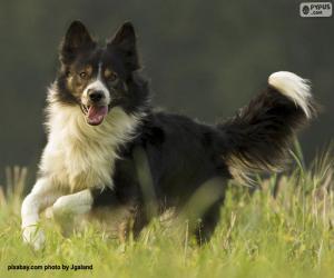 Puzzle de Border Collie