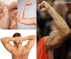 Puzzle de Brazos se extienden desde el hombro hasta la mano