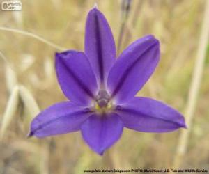 Puzzle de Brodiaea filifolia
