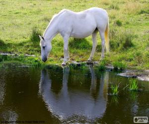 Puzzle de Caballo blanco bebiendo