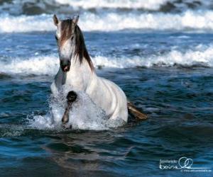 Puzzle de Caballo blanco en el mar