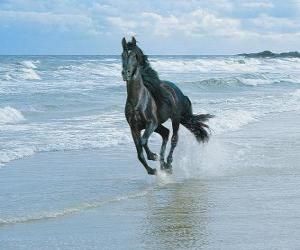 Puzzle de Caballo, negro al galope en la playa
