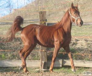 Puzzle de Caballo Ventasso originario de Italia