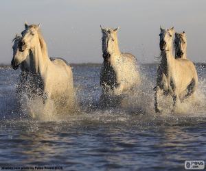 Puzzle de Caballos en el agua