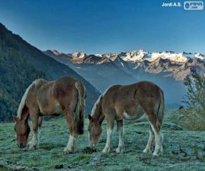 Puzzle de Caballos pastando