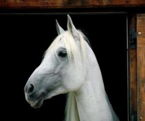 Puzzle de Cabeza de caballo blanco