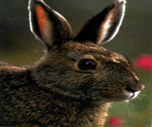 Puzzle de Cabeza de conejo