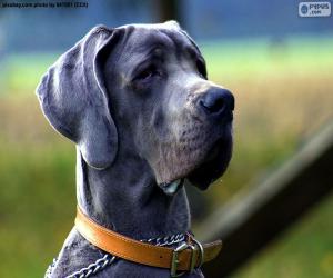 Puzzle de Cabeza de gran danés