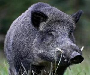 Puzzle de Cabeza de jabalí salvaje con los colmillos