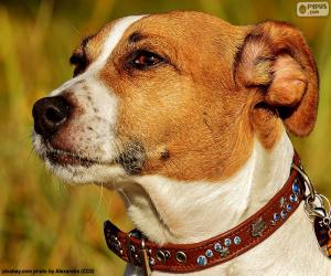 Puzzle de Cabeza de Jack Russell Terrier