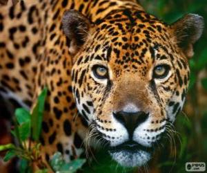 Puzzle de Cabeza de Jaguar